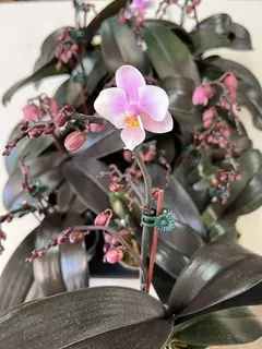 Phalaenopsis Jiaho's Pink Girl fragrance - comprar online