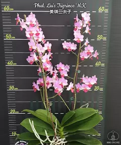 Phalaenopsis Liu's Tripince na internet