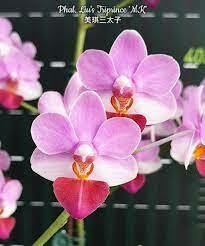 Phalaenopsis Liu's Tripince - comprar online