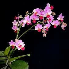 Phalaenopsis Liu's Tripince