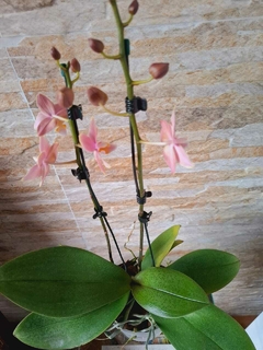 Phalaenopsis Mellion (PERFUMADA) - comprar online
