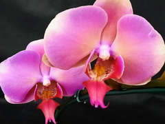 Phalaenopsis Nadion