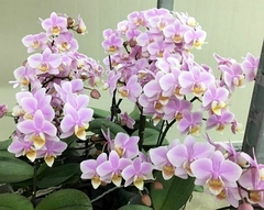 Phalaenopsis Pinlong Cheris (Perfumada) - comprar online