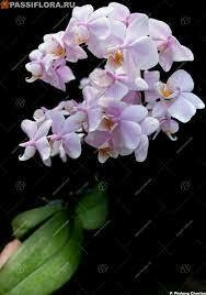 Phalaenopsis Pinlong Cheris (Perfumada) - Orquidário Hortolândia