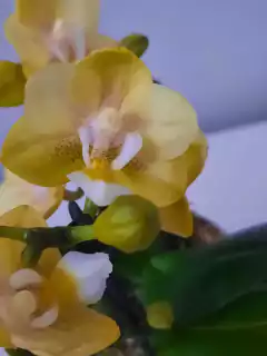 Phalaenopsis Sogo Banana