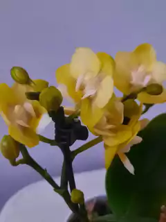 Phalaenopsis Sogo Banana na internet