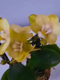 Phalaenopsis Sogo Banana - Orquidário Hortolândia