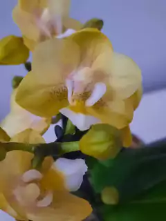 Phalaenopsis Sogo Banana - loja online