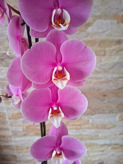 Phalaenopsis Taisuco Anna - comprar online
