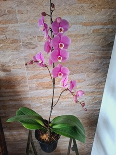 Phalaenopsis Taisuco Anna na internet