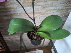 Phalaenopsis Taisuco Anna - loja online