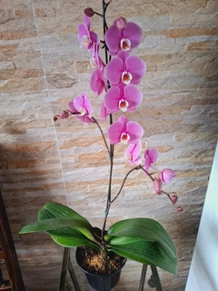 Phalaenopsis Taisuco Anna - Orquidário Hortolândia