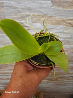 Phalaenopsis Tying Shin Blue Jay - Orquidário Hortolândia