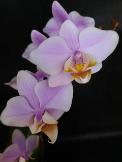 Phalaenopsis Pinlong Cheris (Perfumada)