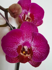 Phalaenopsis Princess Red
