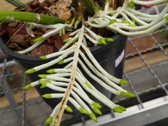 Adubo Orgânico MCL Para Orquídeas 500g - comprar online