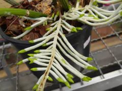 Adubo Orgânico MCL 150g