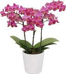 Phalaenopsis Secret Fragrance (Perfumada) - loja online