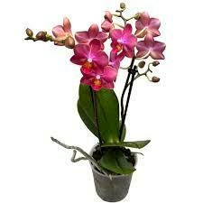 Imagem do Phalaenopsis Secret Fragrance (Perfumada)