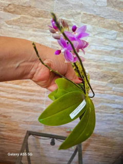Phalaenopsis Speciosa x Equestris "rosea" - loja online