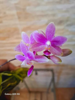 Phalaenopsis Speciosa x Equestris "rosea" - comprar online