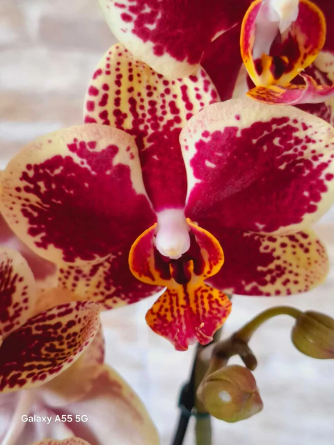 Phalaenopsis Valley Dew