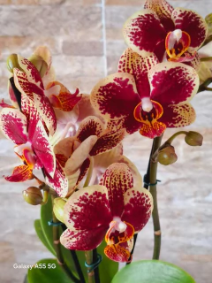 Phalaenopsis Valley Dew - comprar online
