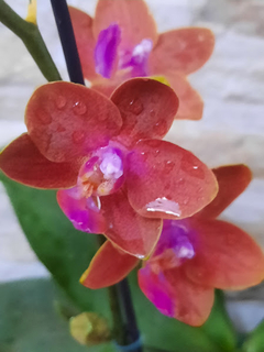 Phalaenopsis Tying Shin Forever Love