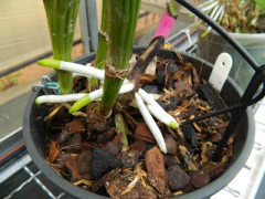 Imagem do Adubo Orgânico MCL 500g