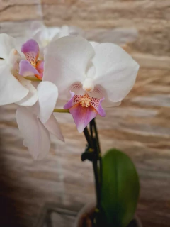 Phalaenopsis White Ebro - loja online