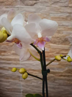 Phalaenopsis White Ebro