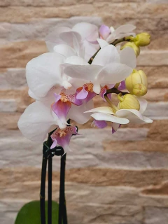 Phalaenopsis White Ebro - comprar online