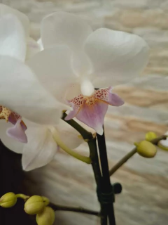 Phalaenopsis White Ebro na internet