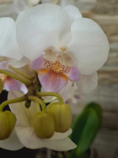 Phalaenopsis White Ebro