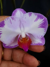 Phalaenopsis Yu Pin Sweet