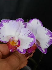 Phalaenopsis Yu Pin Sweet - comprar online
