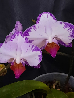 Phalaenopsis Yu Pin Sweet na internet