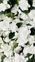 Esencia Brisa de Gardenias - comprar online