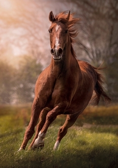31811 Rompecabezas Puzzle Clementoni 1500 Piezas Caballo "SOBRE PEDIDO" - comprar en línea