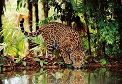 32537 Rompecabezas Puzzle Clementoni 2000 piezas Leopardo "SOBRE PEDIDO" - comprar en línea