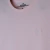 Camiseta Hollister na internet