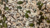 Mix de Sementes - comprar online