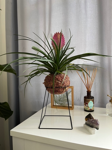 Tillandsia