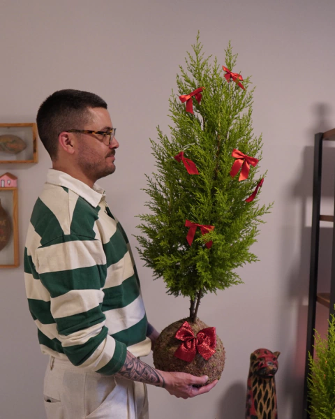 Tuia Holandesa Grande - comprar online