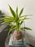 Bambu da sorte (variegata)