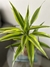 Bambu da sorte (variegata) na internet