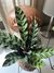 Calathea Insignis