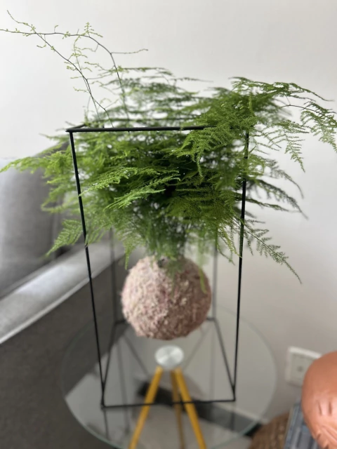 Aspargo-plumoso - comprar online