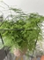 Aspargo-plumoso - loja online