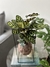 Maranta Mokayana - comprar online